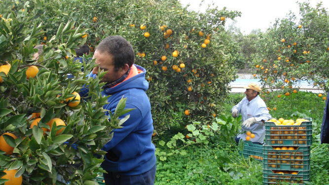 La patronal citrícola denuncia la ley que obliga a fijar en contratos la compra de naranja en campo