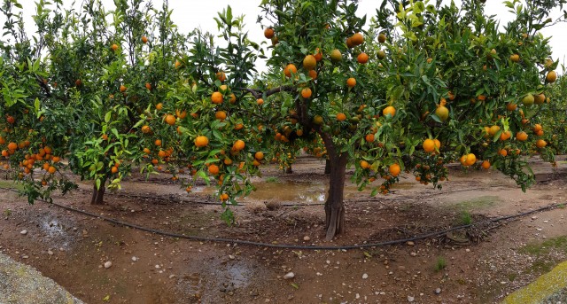 La producción citrícola en España cae un 17% y aún falta por contabilizar los efectos de la DANA