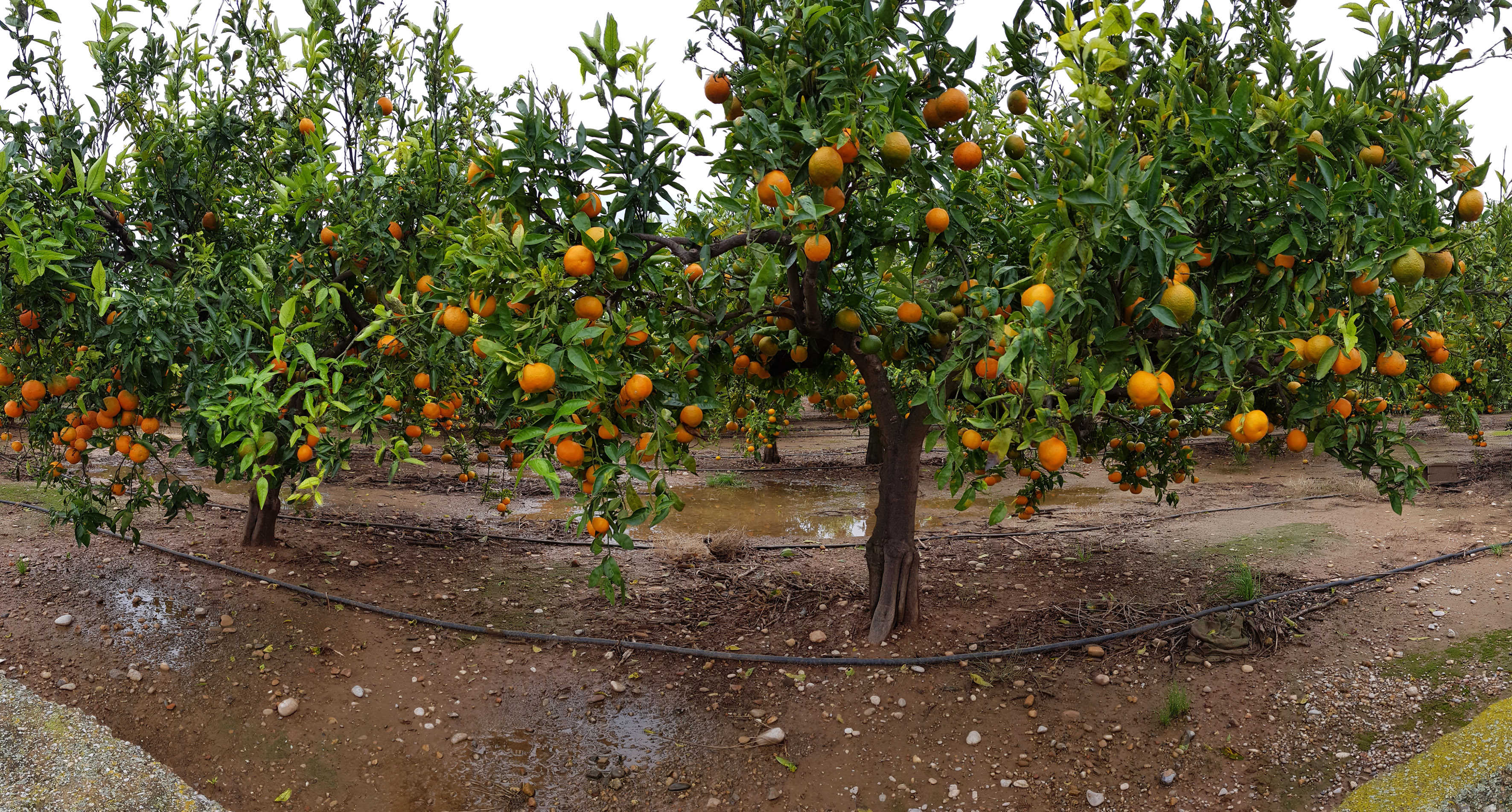 Foto: ANTONIO PRADAS - 