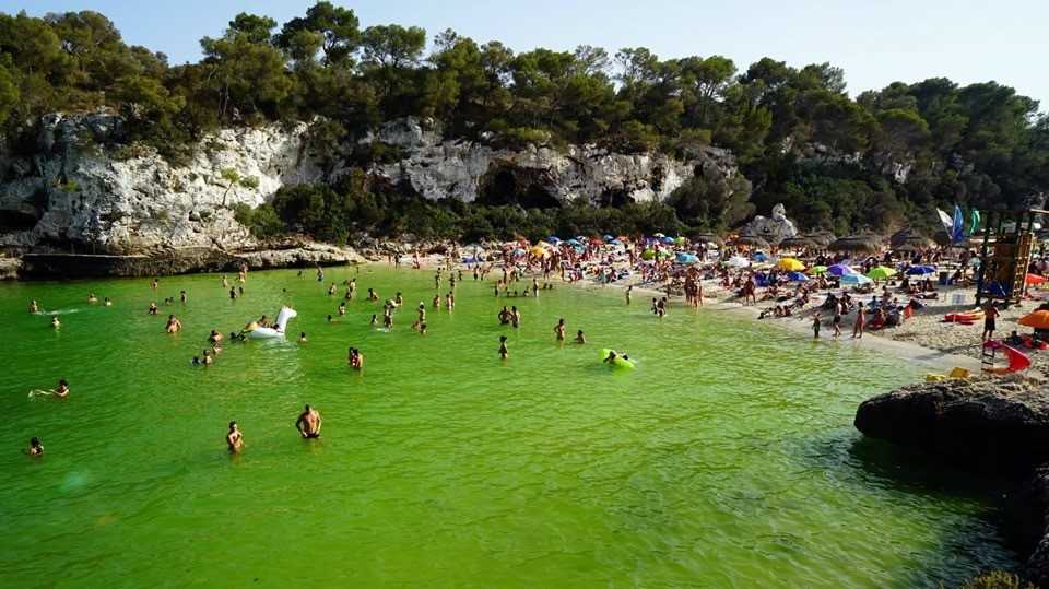 Facsa analiza en Ibiza la problemática asociada a la proliferación de microalgas en las costas