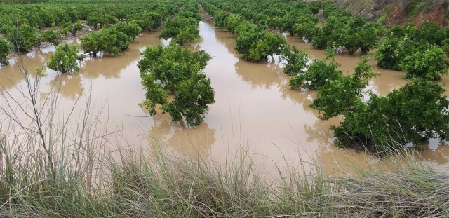 Asociaciones de agricultores cifran entre 100 y 200 millones los daños por la gota fría en los cultivos