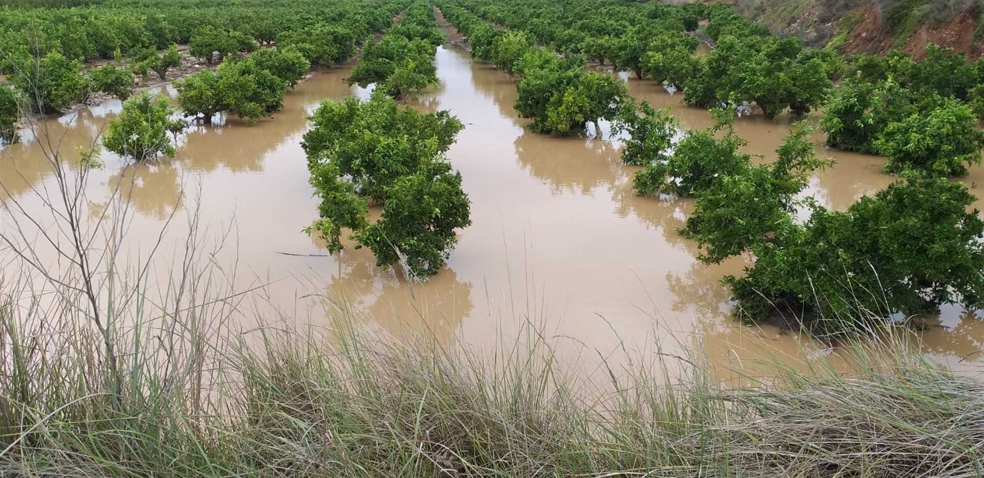 Asociaciones de agricultores cifran entre 100 y 200 millones los daños por la gota fría en los cultivos