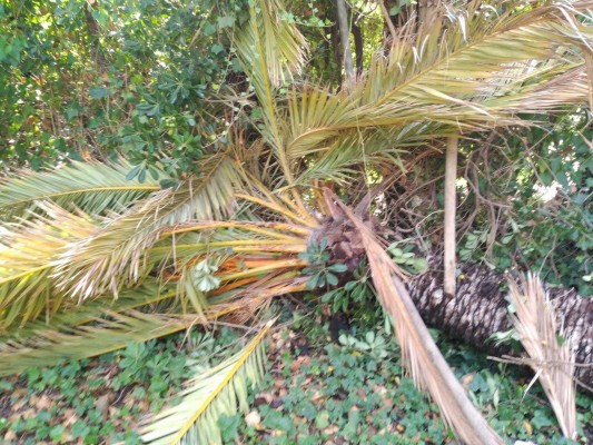 La palmera más alta del parque municipal de Elche, con 25 metros y más de 200 años, cae a causa del temporal