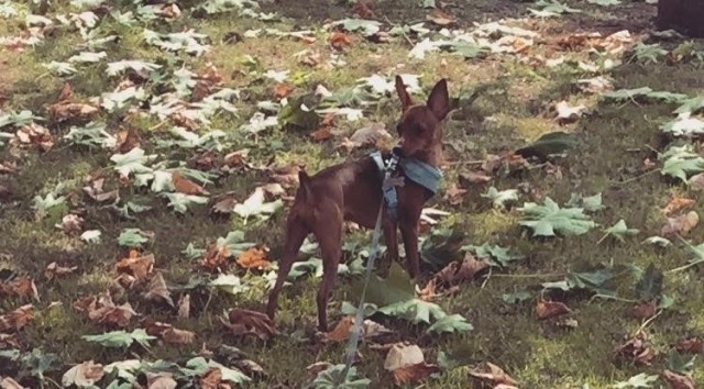 La nueva Ordenanza de València obligará a los propietarios de perros a limpiar la orina en la calle