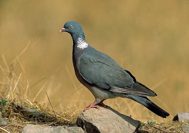 València busca controlar el exceso de palomas, que se ha multiplicado en los últimos años
