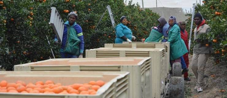 El Gobierno no investigará si procede aplicar la cláusula de salvaguarda a la naranja sudafricana