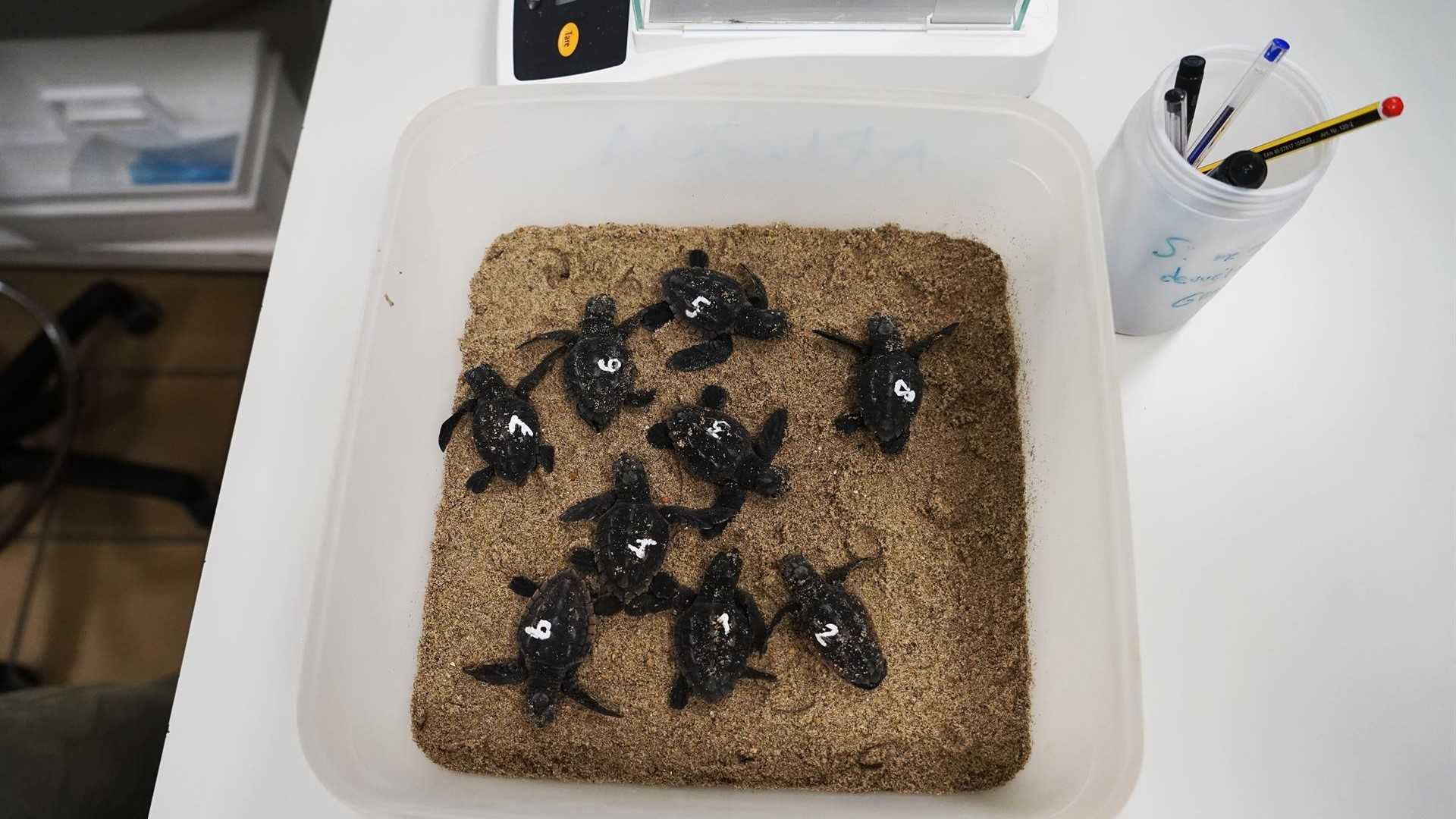 Nacen las primeras crías de la tortuga que desovó en la playa del Serradal de Castelló