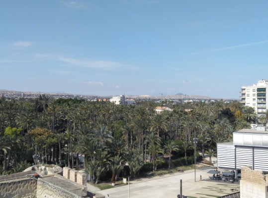 Elche volverá a licitar el Plan de Uso del palmeral y espera pronto un borrador del Plan Especial