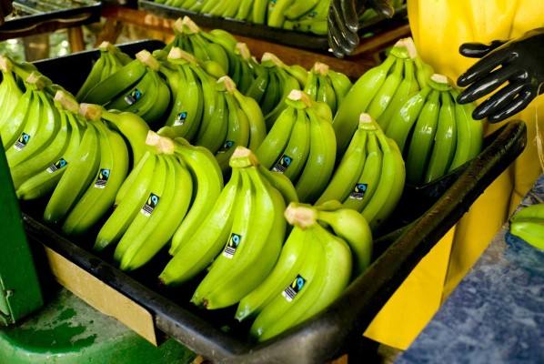 El cambio climático podría hacer desaparecer el cultivo del plátano en los principales países productores en 2050