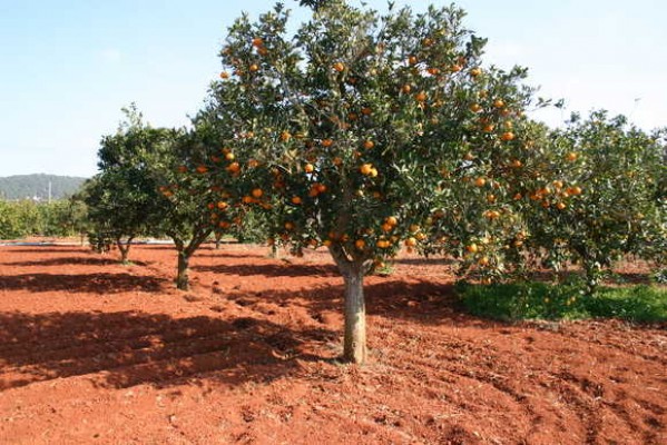 Compromís dice que el Gobierno admite ahora que no calibró los efectos de Mercosur en la agricultura
