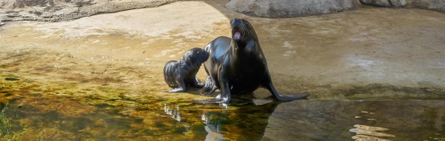 El Oceanogràfic presenta su león marino recién nacido: Aslan