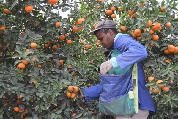 La Comisión Europea exige a Sudáfrica más control de plagas pero no suspende las importaciones