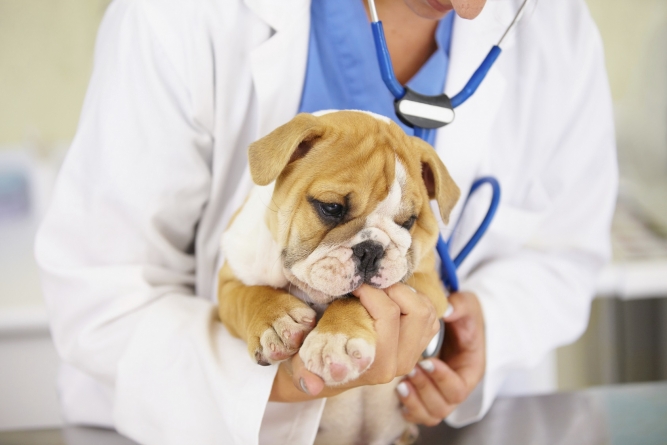 El Colegio de Veterinarios lanza una campaña por la atención 