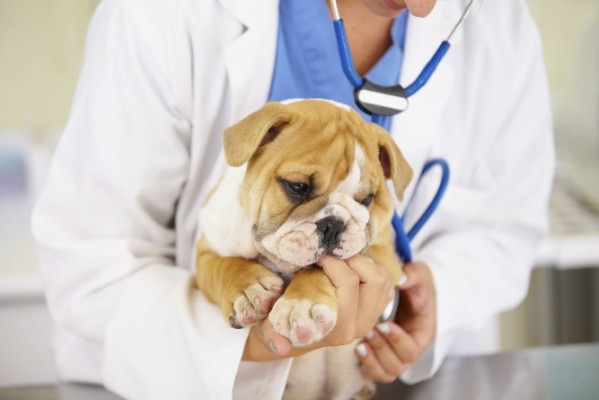 El Colegio de Veterinarios lanza una campaña por la atención 