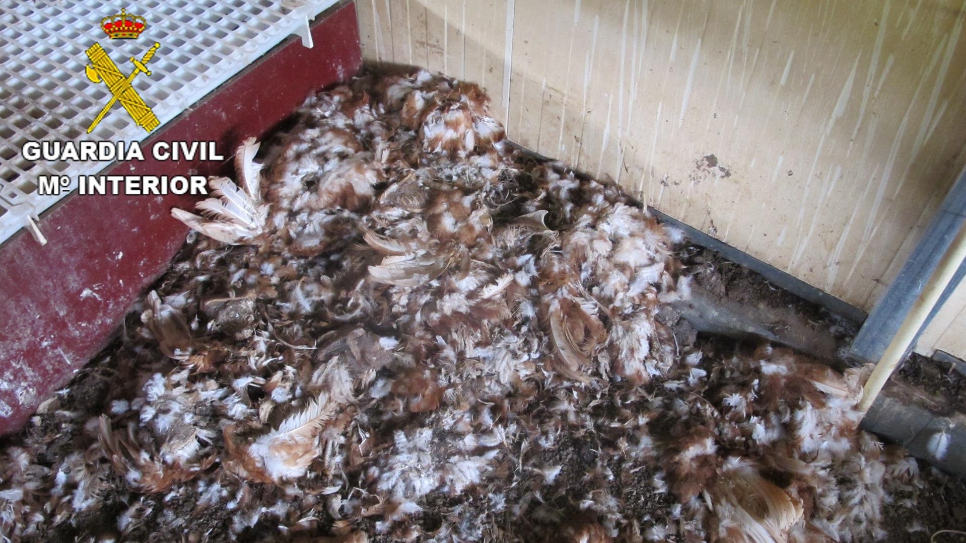 Investigado un hombre por la muerte de 100 gallinas a las que abandonó en Soneja