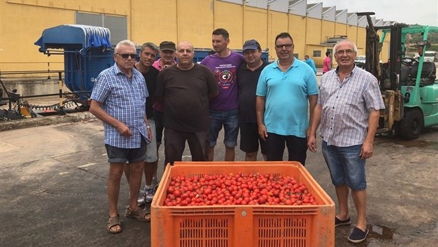 145.000 kilos de tomates 'made in Castellón' viajan un año más hacia Buñol para La Tomatina 