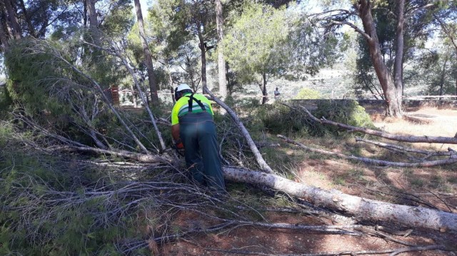Segorbe inicia la rehabilitación del Fuerte de la Estrella con la retirada de 21 pinos 