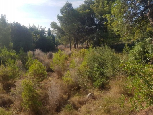 
El PP denuncia el riesgo extremo de incendio del paraje de la Magdalena por falta de mantenimiento