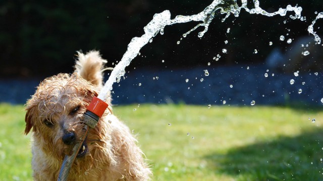 Consejos para evitar que nuestro perro sufra un golpe de calor