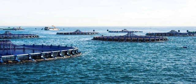 Niordseas logra la declaración de impacto ambiental para ampliar la granja marina de Nules