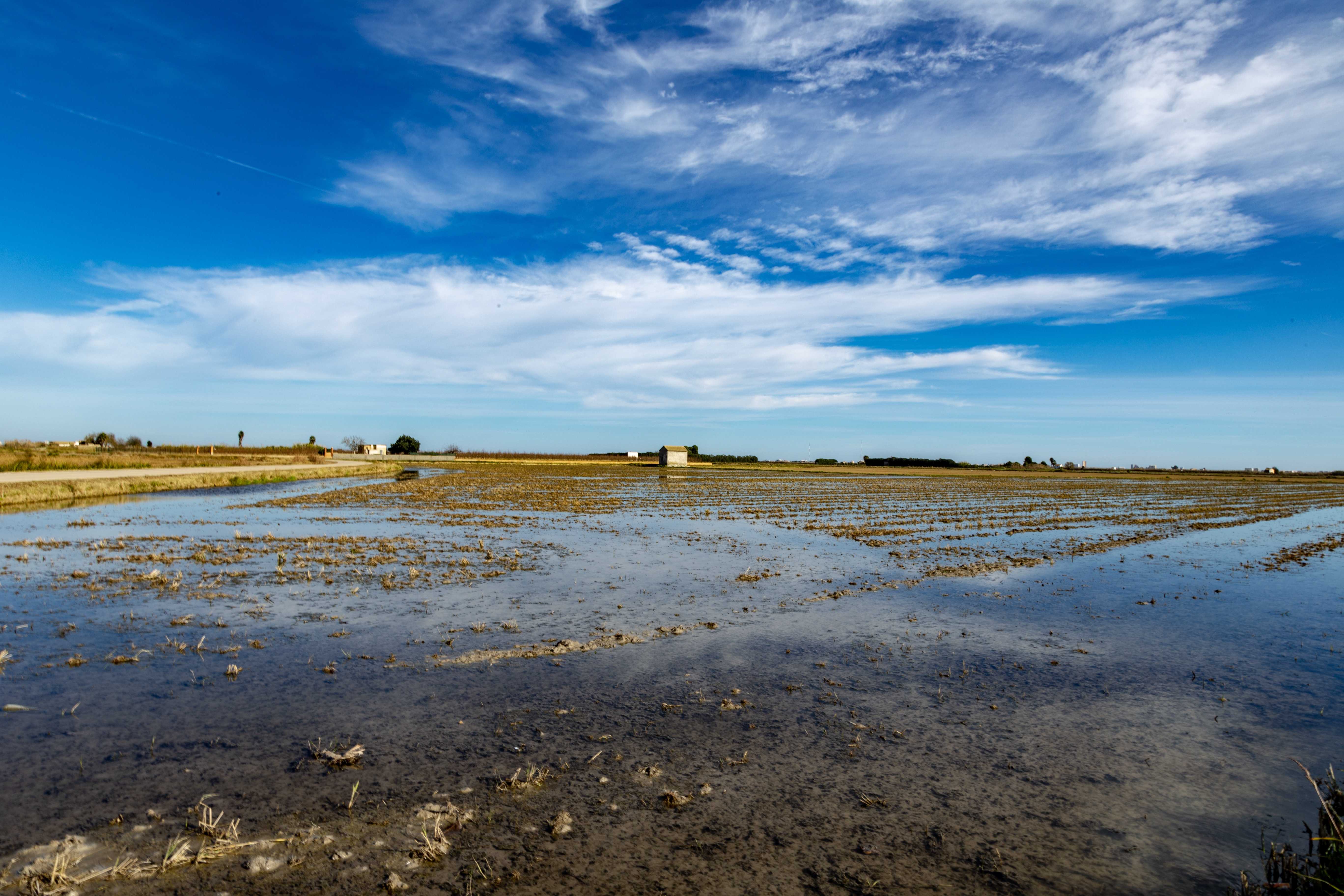 Sueca: capital de la paella