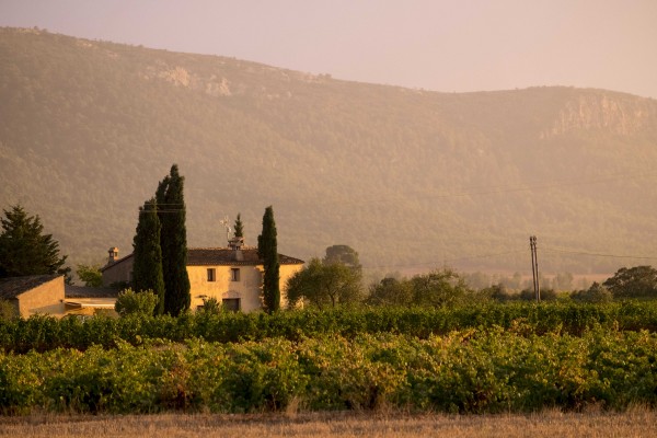 Terres dels Alforins: enamórate del vino y sus tierras

