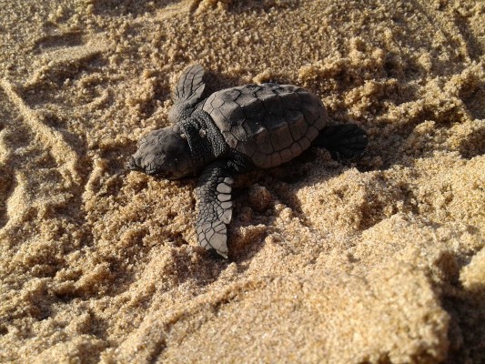 Alerta Tortuga!!