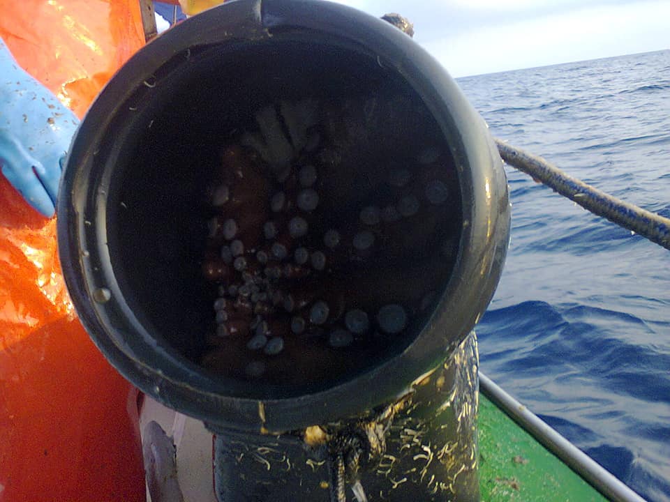 Ciència i consciència: la mar