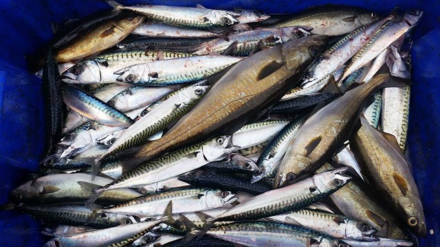 Expertos de La Fe recomiendan revisar el pescado al trasluz y cuidar la cocción para prevenir la anisaquiasis