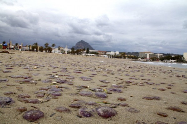 Los expertos detectan, por el momento, menos medusas en playas de la Comunitat 