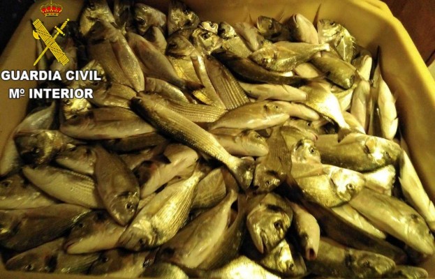La Guardia Civil denuncia a un barco de pesca con 1.000 kilos de doradas en la Serra d'Irta
