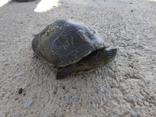 Localizados dos ejemplares de galápago leproso, en peligro de extinción, en la desembocadura del Millars