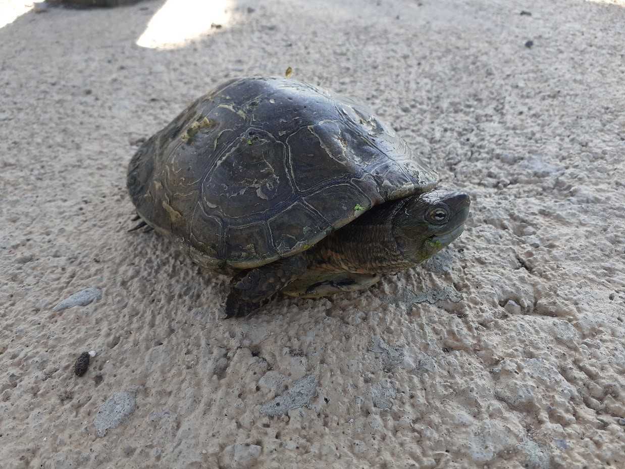 Localizados dos ejemplares de galápago leproso, en peligro de extinción, en la desembocadura del Millars