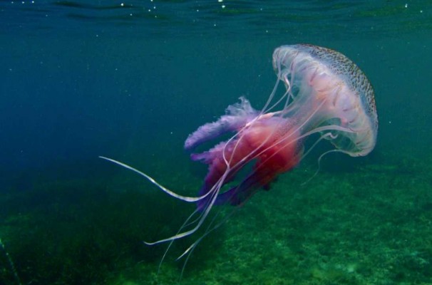 La nova versió de Medusapp ofereix més informació sobre la presència de meduses