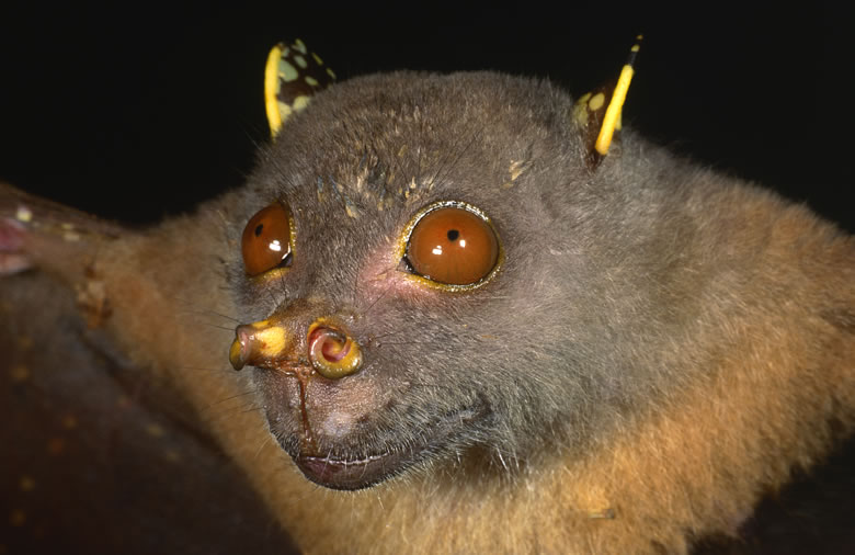El murciélago 'Yoda', una nueva especia catalogada como el animal de la 