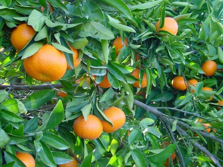 AVA-ASAJA prevé una reducción notable de la futura cosecha valenciana de cítricos