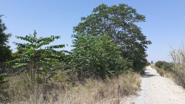 El Consorcio de la Desembocadura del Millars eliminará los ailantos del tramo bajo