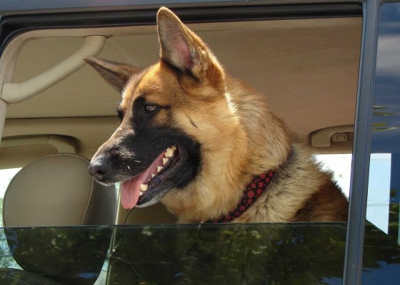 Recomendaciones para viajar de forma segura y legal con las mascotas en verano
