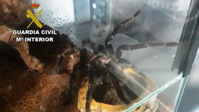 Descubren más de 400 tarántulas en un domicilio en Xilxes