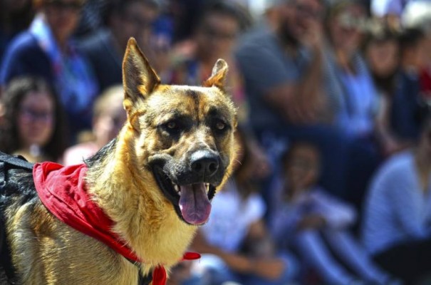 La regidoria de Joventut de la Vila Joiosa i Dog Paw organitzen una nova edició de 'ActiuGos'