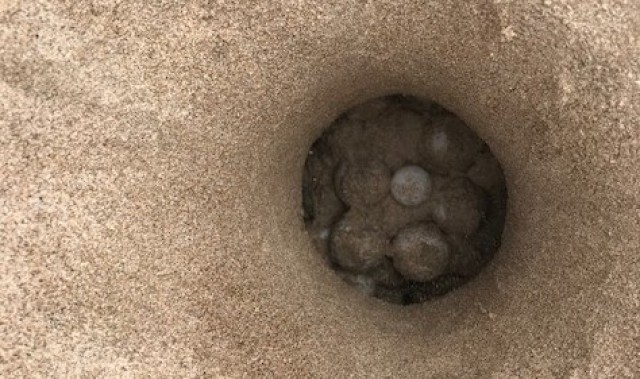 El 90% de los huevos que puso una tortuga en la playa del Serradal de Castelló están fecundados
