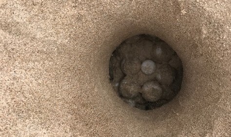El 90% de los huevos que puso una tortuga en la playa del Serradal de Castelló están fecundados