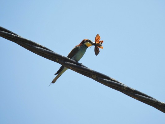Descubren una especie de ave que se alimenta de paysandisia, uno de los peligros para el palmeral de Elche