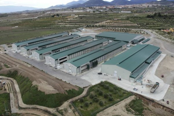 Huevos Guillén factura un 4% más, pero reduce beneficios por la caída de precios del sector