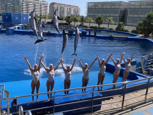 Delfines bailando al ritmo de 'Los Beatles' en 'Las Noches del Oceanogràfic'