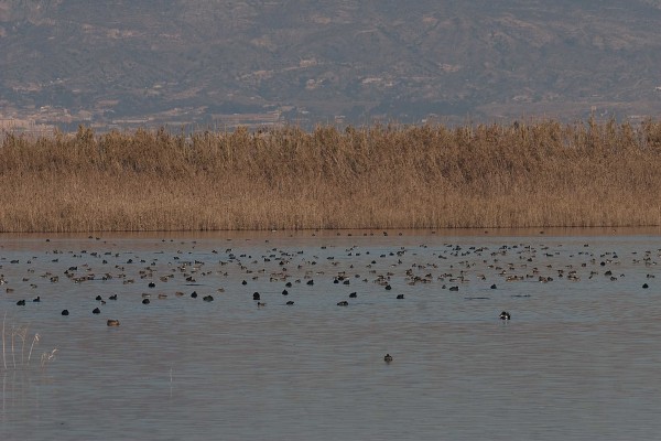 Ahsa denuncia que Medio Ambiente se sigue saltando la ley en la gestión de la caza en El Hondo