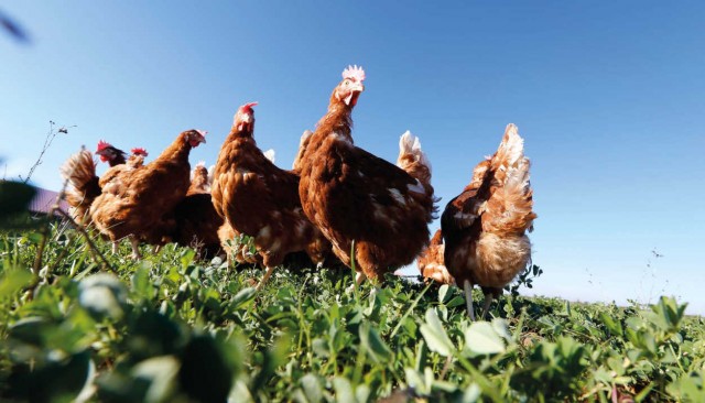 Sed, comodidad, dolor... Mercadona fija políticas de bienestar animal a sus proveedores
