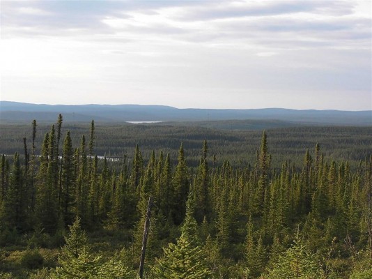 Reforestar 900 millones de hectáreas, solución más eficaz para el clima
