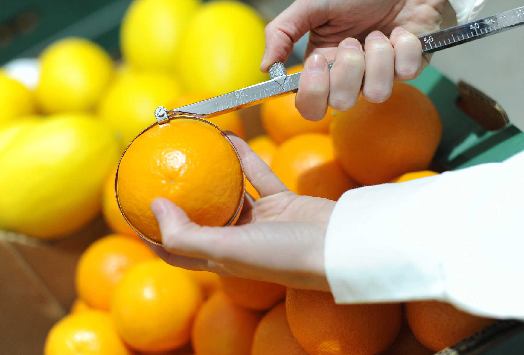 La empresa Daifressh prevé subir un 7% la producción en su 25 aniversario
