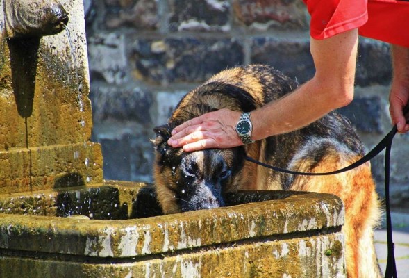 Encías rojas, boca abierta, mareo, jadeos, excesiva salivación y apatía, señales de golpe de calor en un perro